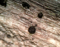 Pseudolachnea hispidula