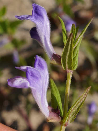 Marsh Skullcap (Scutellaria galericulata)