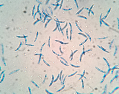 Pseudolachnea hispidula