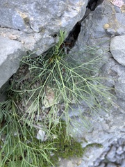 Seseli gouanii, photograph Mirko Ubović, CC0, iNaturalist via GBIF