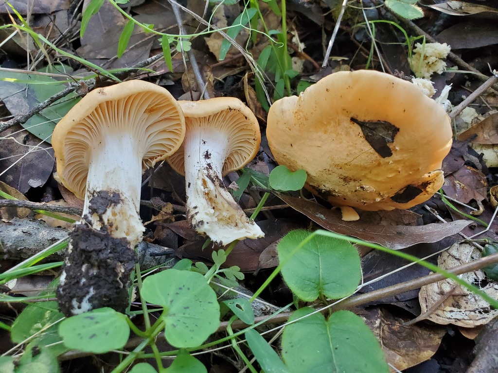 Cuphophyllus pratensis · January 2026 · photo: © arlenedevitt (iNaturalist, cc-by)