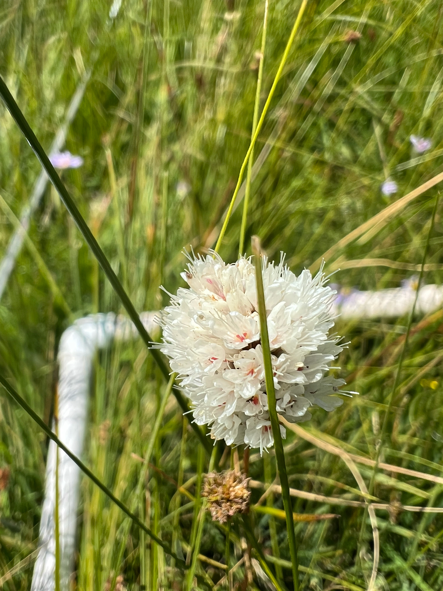 American Bistort (Bistorta bistortoides)