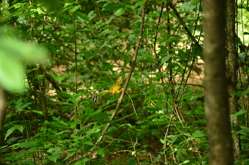Two-banded Warbler (Myiothlypis bivittata)