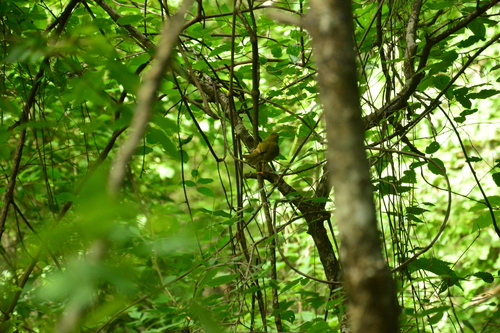 Two-banded Warbler (Myiothlypis bivittata), photo 2