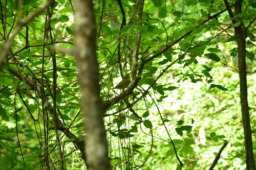 Two-banded Warbler (Myiothlypis bivittata), photo 10