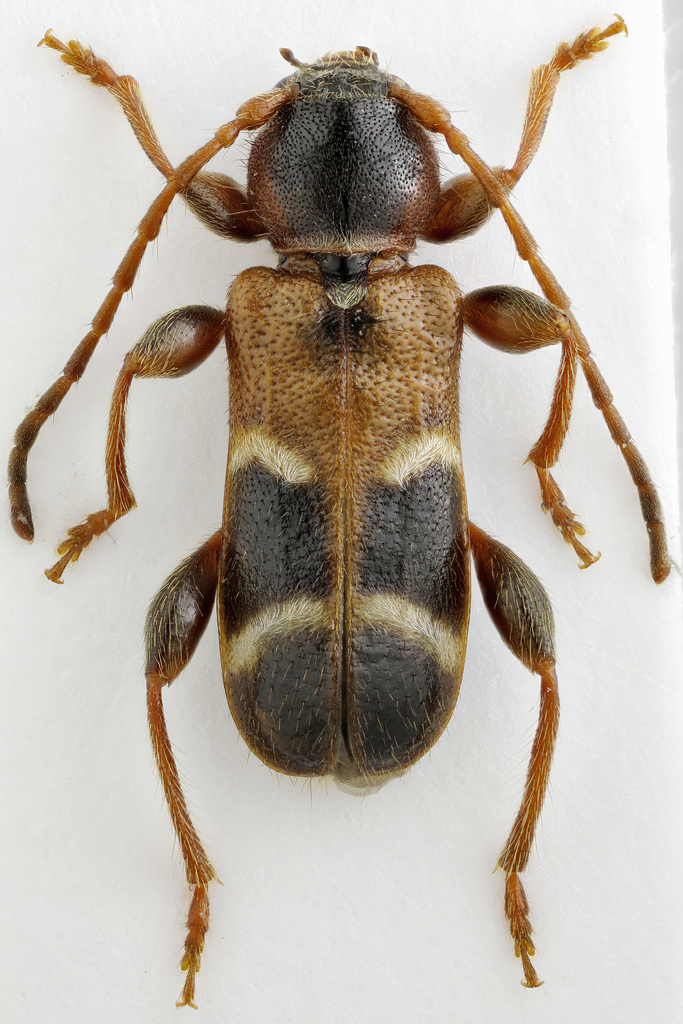 white-banded longhorn beetle