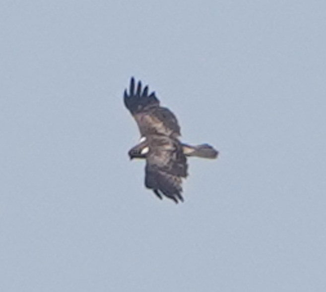 Booted Eagle (Hieraaetus pennatus), photo 6