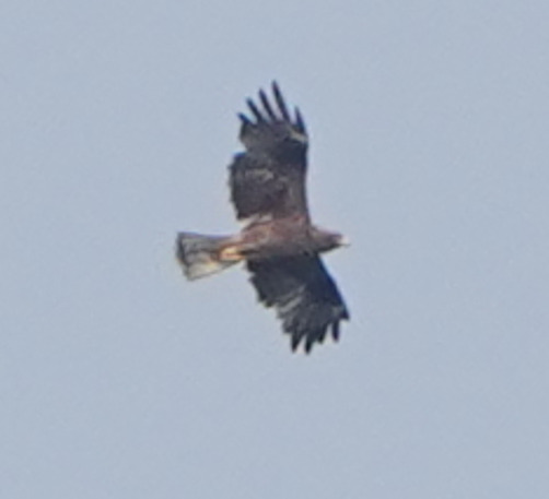 Booted Eagle (Hieraaetus pennatus), photo 7