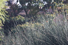 Chrysomus icterocephalus bogotensis