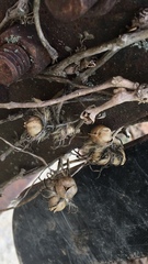 Dasistoma macrophylla