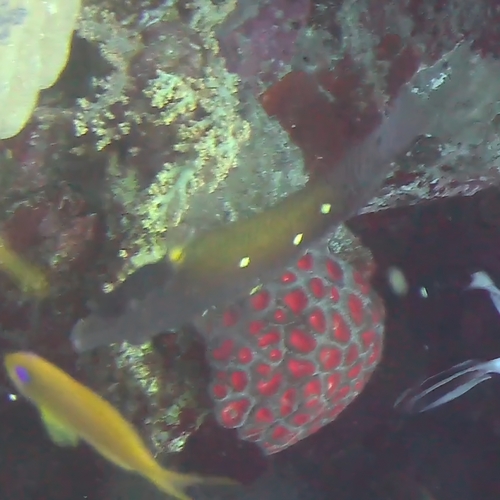 Bodianus diana