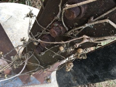 Dasistoma macrophylla