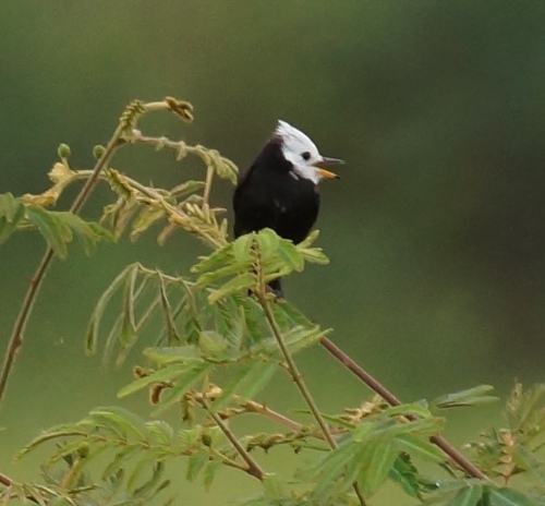 White-headed Marsh Tyrant