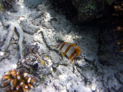 Chelmon rostratus