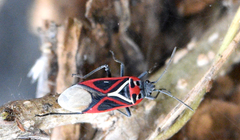 Anochrostomus formosus