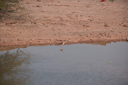 Black-winged Stilt