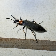 Lydomorphus bisignatus