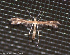 Dejongia lobidactylus