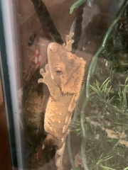 Correlophus ciliatus