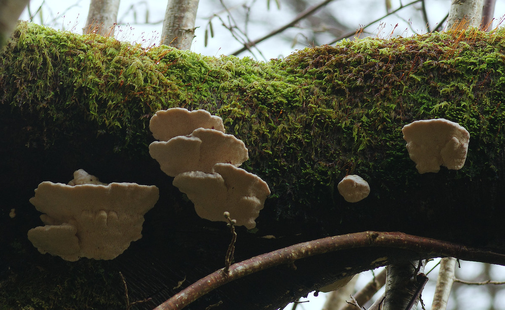 Trametes gibbosa · January 2026 · photo: © wildeep (iNaturalist, cc-by)
