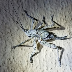 Cymatomera denticollis