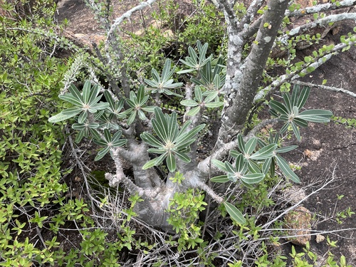 Pachypodium stenanthum