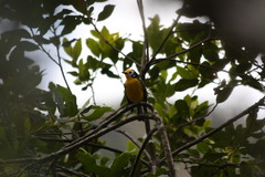 Myioborus ornatus