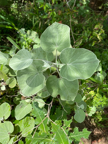 Poplar Everlasting (Helichrysum populifolium)