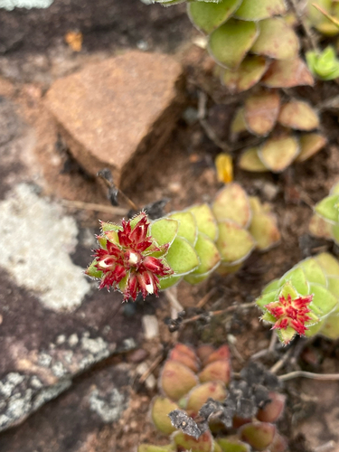 Crassula obovata