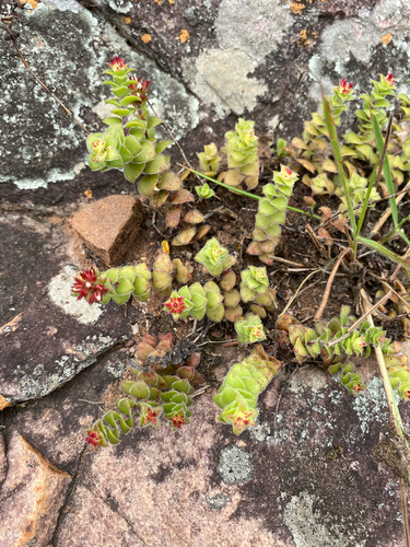 Crassula obovata