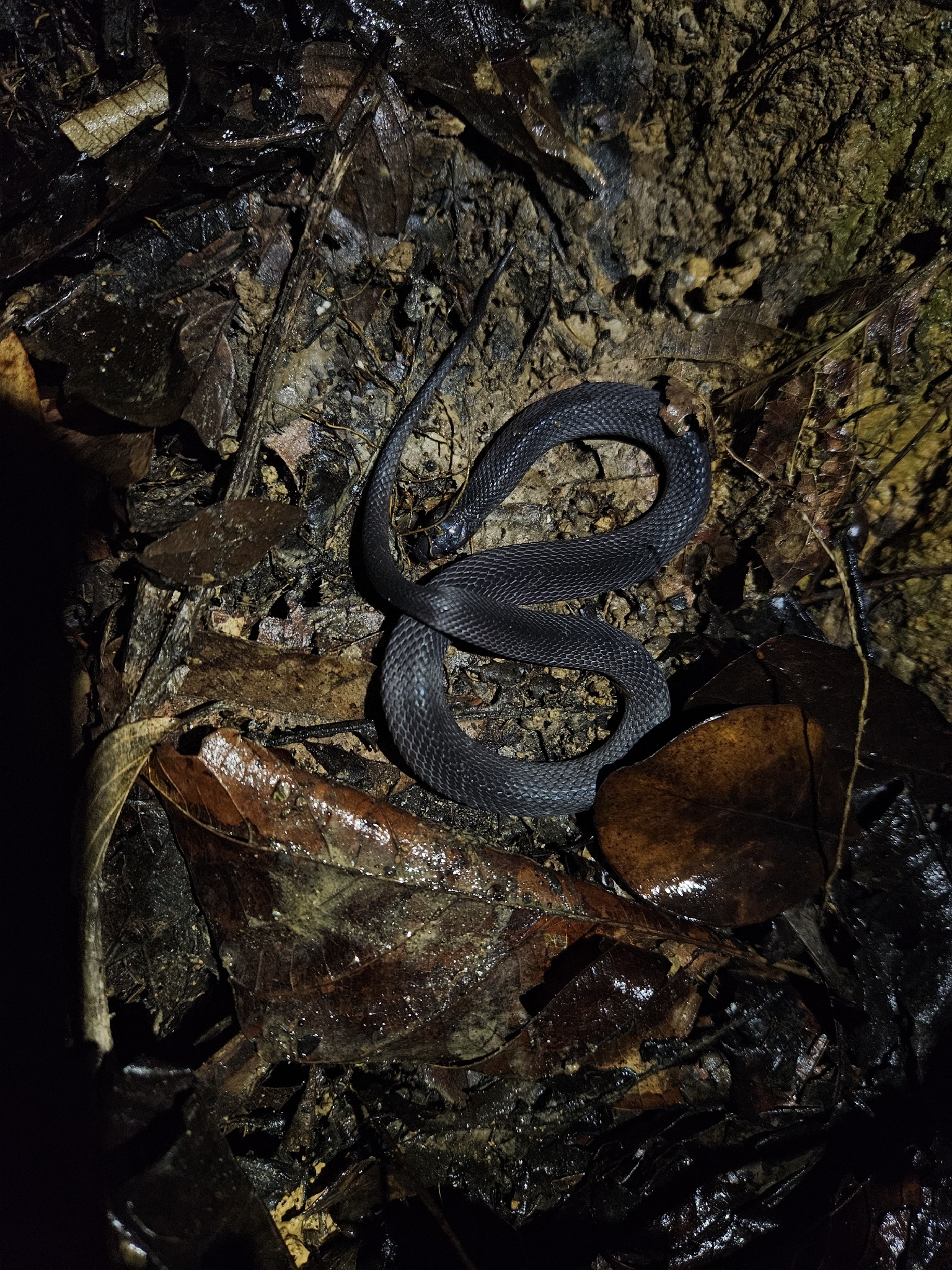 Arima Coffee Snake photo 4