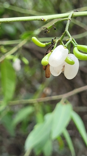 Pearlberry (Vallesia glabra)