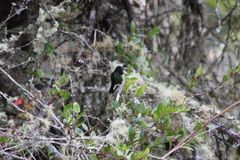 Coeligena helianthea