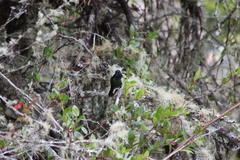 Coeligena helianthea