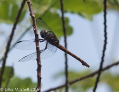 Orthemis macrostigma