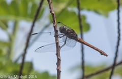 Orthemis macrostigma