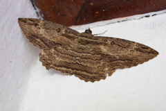 Feigeria xylia