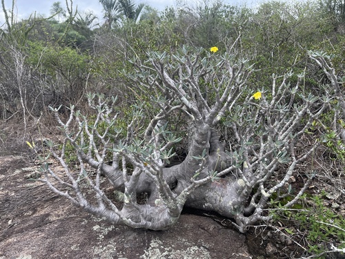 Pachypodium stenanthum