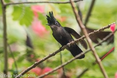 Orthorhyncus cristatus