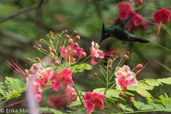 Orthorhyncus cristatus