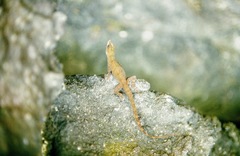 Anolis luciae
