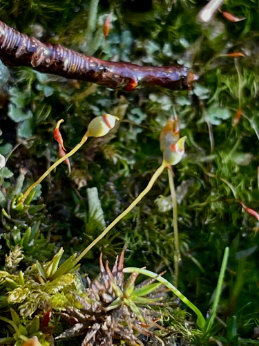 Pogonatum nanum observed 2026-01-17