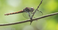 Orthemis macrostigma