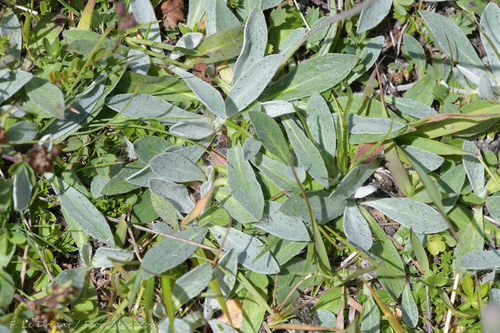 Saussurea-achtig streepzaad (Pilosella saussureoides)