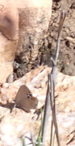 Cape Black-eye photo 5