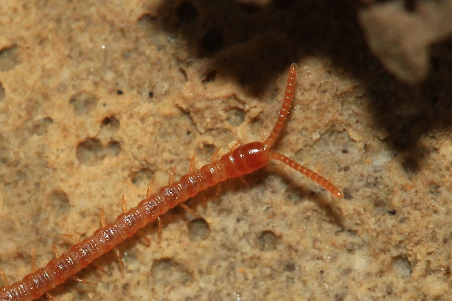 Dignathodon microcephalus Lucas, 1846