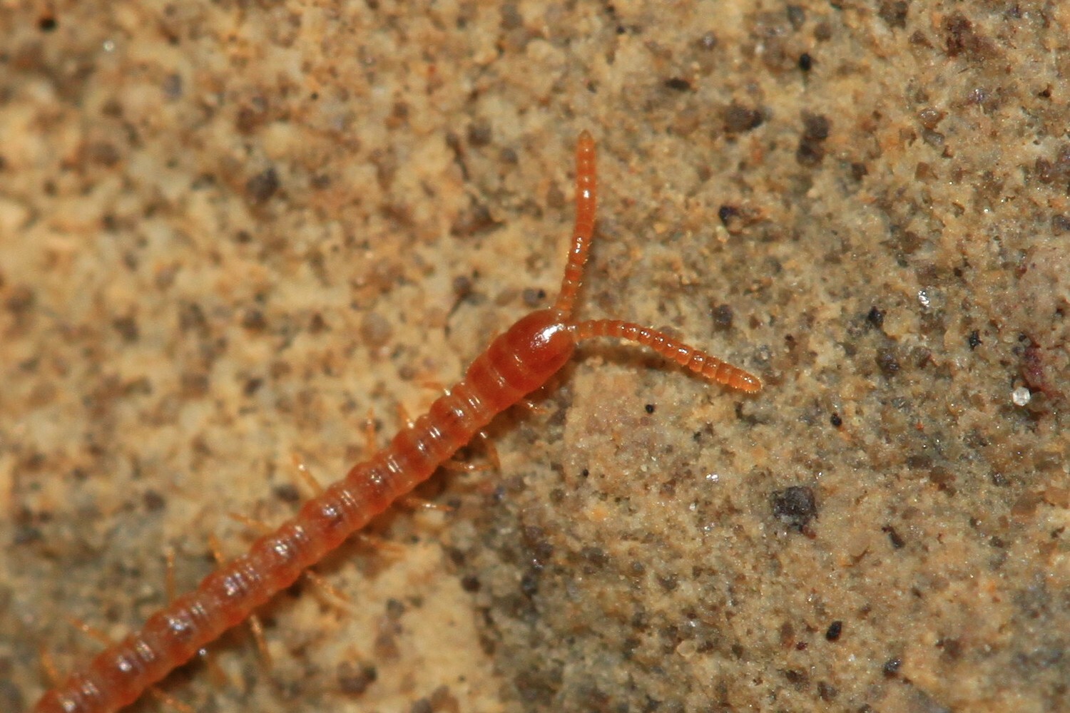 Dignathodon microcephalus Lucas, 1846