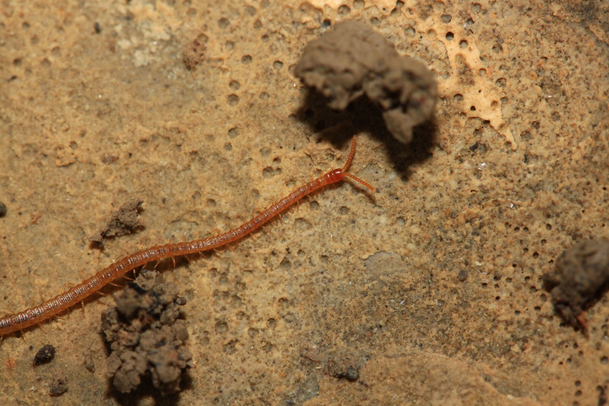 Dignathodon microcephalus Lucas, 1846