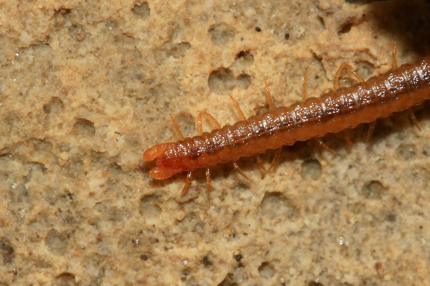 Dignathodon microcephalus Lucas, 1846