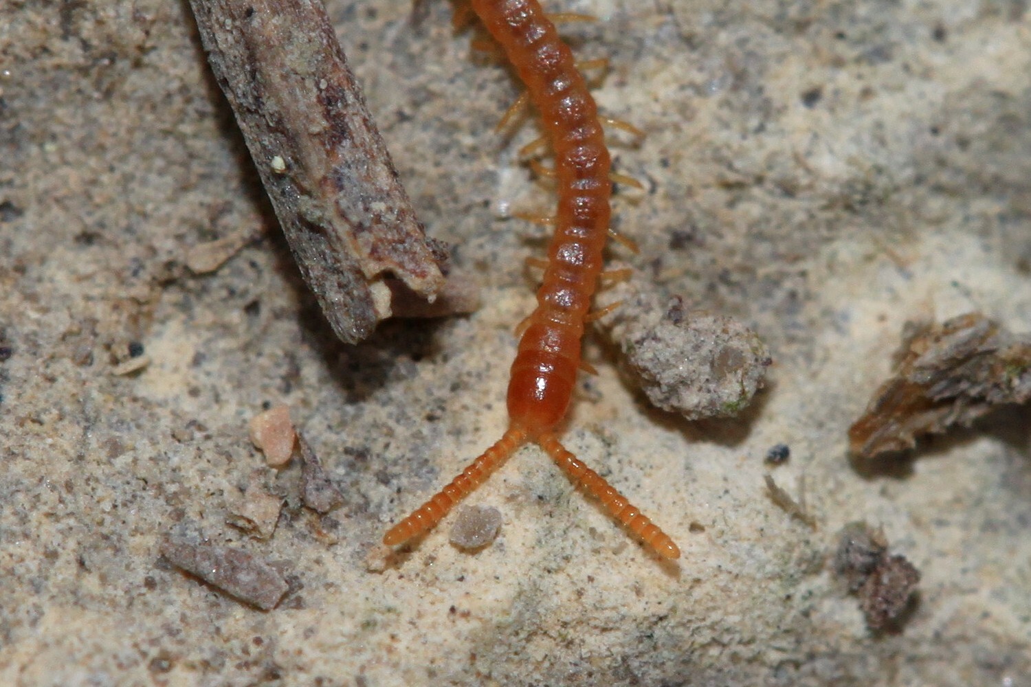 Dignathodon microcephalus Lucas, 1846